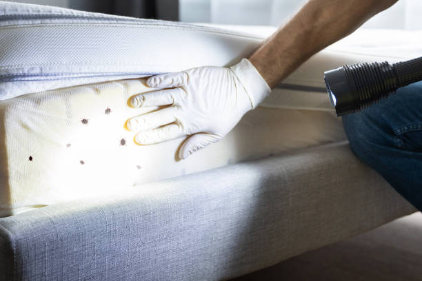 Professional Pest Control in Biddeford, ME