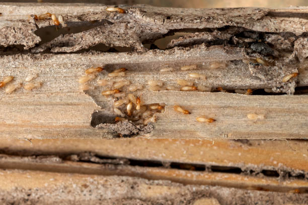 Best Ant Control Services  in Biddeford, ME