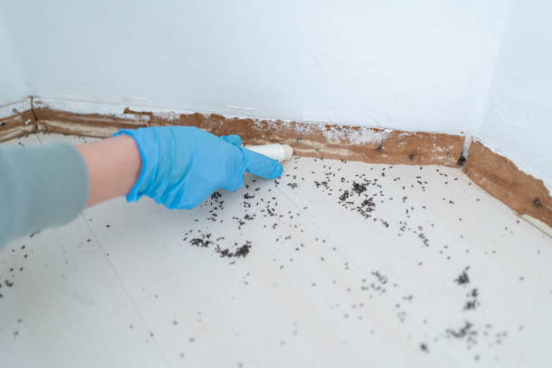 Best Bed Bug Extermination  in Biddeford, ME